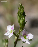 Image of Pink Water-speedwell