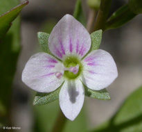 Image of Pink Water-speedwell