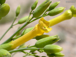 Image of tree tobacco