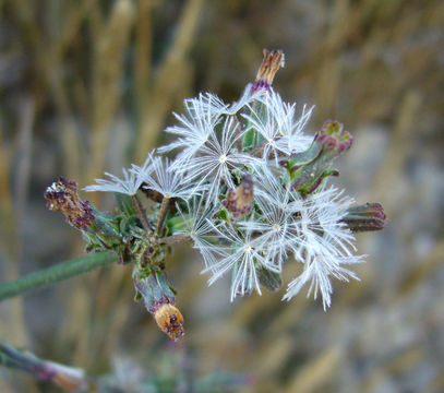 صورة Stephanomeria virgata Benth.