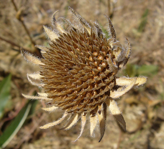 Wyethia angustifolia (DC.) Nutt. resmi