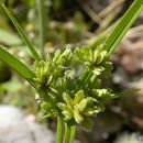 Plancia ëd Cyperus eragrostis Lam.