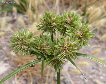 Слика од Cyperus eragrostis Lam.