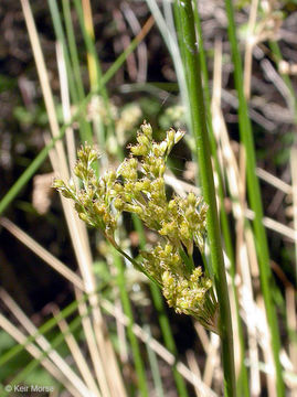 صورة Juncus effusus subsp. pacificus (Fern. & Wiegand) Piper & Beattie