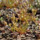 Juncus luciensis B. Ertter resmi