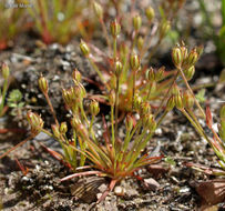 Juncus luciensis B. Ertter的圖片