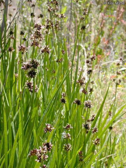 Image of <i>Juncus <i>phaeocephalus</i></i> var. phaeocephalus