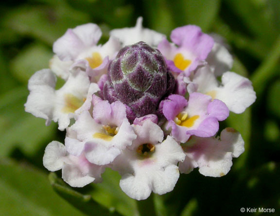 Phyla nodiflora (L.) Greene resmi