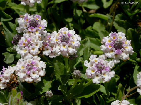 Phyla nodiflora (L.) Greene resmi