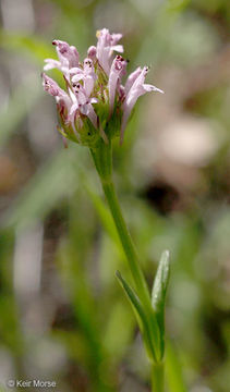 Image of <i>Plectritis ciliosa</i>