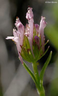 Plancia ëd <i>Plectritis ciliosa</i>