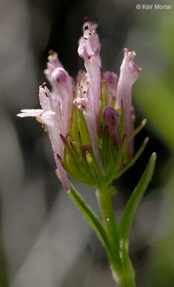 Image of <i>Plectritis ciliosa</i>