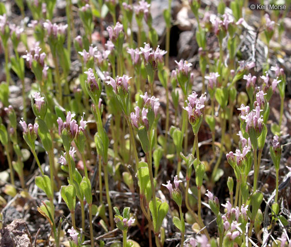 Image of <i>Plectritis ciliosa</i>