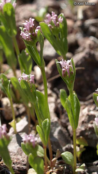 Image of <i>Plectritis ciliosa</i>