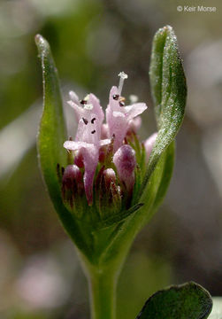 Image of <i>Plectritis ciliosa</i>