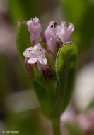 Plancia ëd <i>Plectritis ciliosa</i>