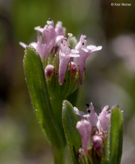 Plancia ëd <i>Plectritis ciliosa</i>