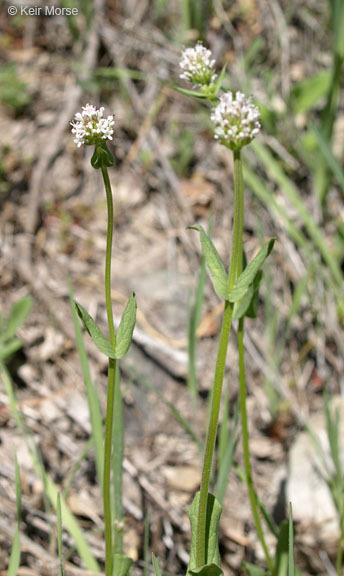 Plancia ëd <i>Plectritis macrocera</i>