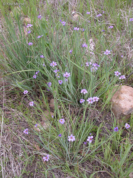 Imagem de Sisyrinchium bellum S. Watson