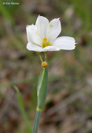 Sisyrinchium bellum S. Watson resmi