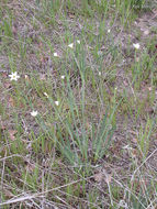 Sisyrinchium bellum S. Watson resmi