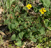 Sivun Viola pedunculata Torr. & Gray kuva