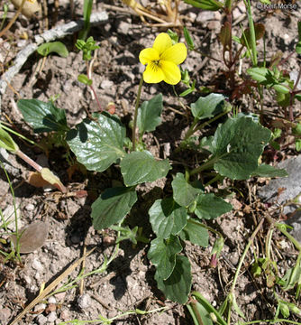 Viola pedunculata Torr. & Gray resmi