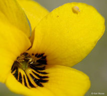 Sivun Viola pedunculata Torr. & Gray kuva