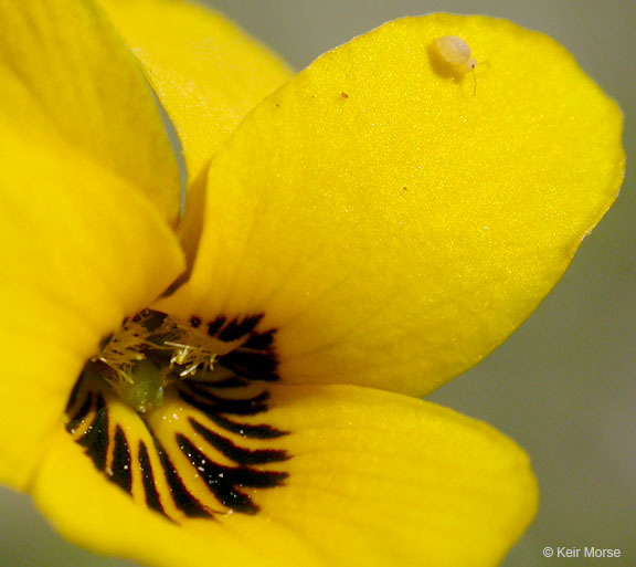 Viola pedunculata Torr. & Gray resmi