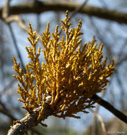 Image of gray pine dwarf mistletoe