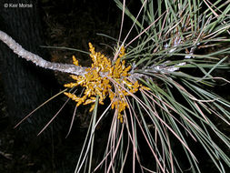 Image of gray pine dwarf mistletoe
