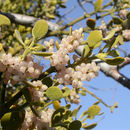 Image of oak mistletoe