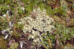 Image of Curled Snow Lichen