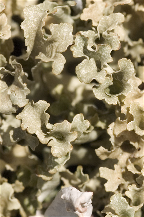 Image of Curled Snow Lichen