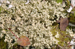 Image of Curled Snow Lichen