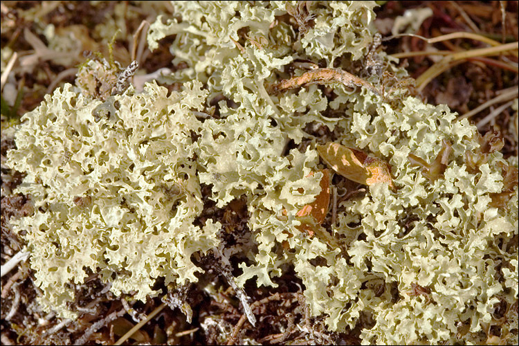 Image of Flavocetraria nivalis (L.) Kärnefelt & A. Thell