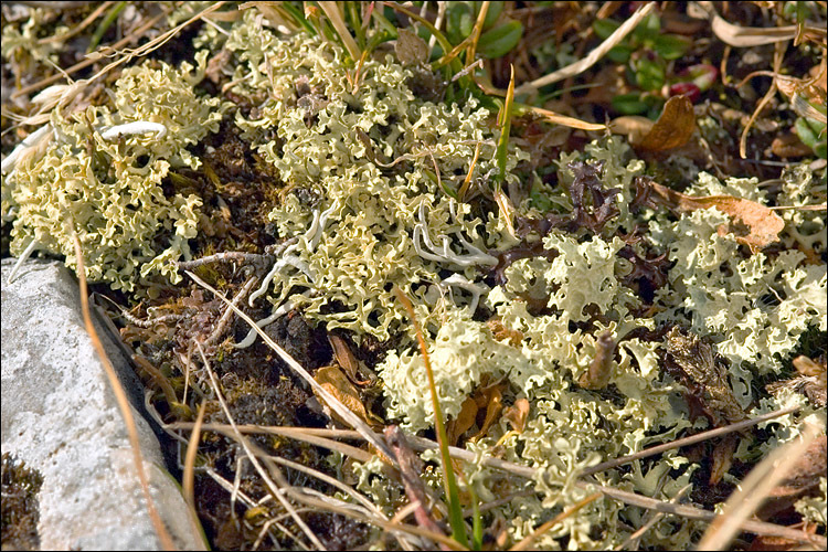 Image of Flavocetraria nivalis (L.) Kärnefelt & A. Thell