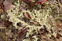 Image of Curled Snow Lichen