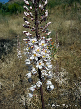 Image of Eremurus tianschanicus Pazij & Vved. ex Pavlov