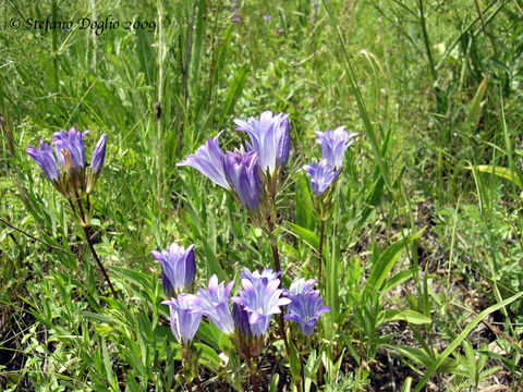 Image of Gentiana olivieri Griseb.