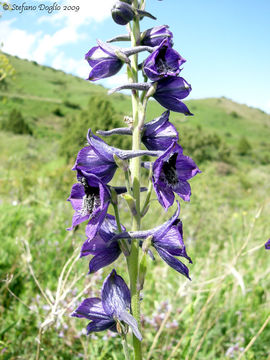 Delphinium confusum Popov的圖片