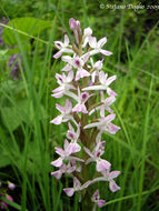 Image of Dactylorhiza umbrosa (Kar. & Kir.) Nevski