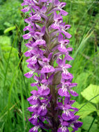 Image of Dactylorhiza umbrosa (Kar. & Kir.) Nevski