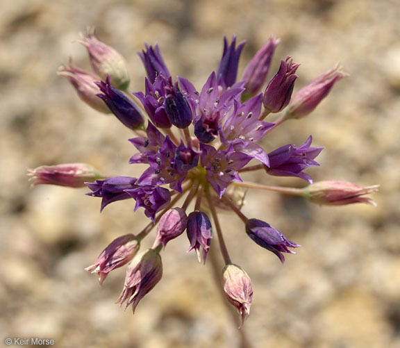Image of <i>Allium <i>fimbriatum</i></i> var. fimbriatum