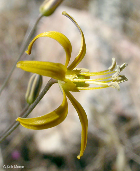 Image of common goldenstar