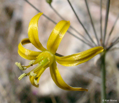 Image of common goldenstar