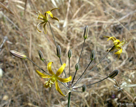 Image of common goldenstar