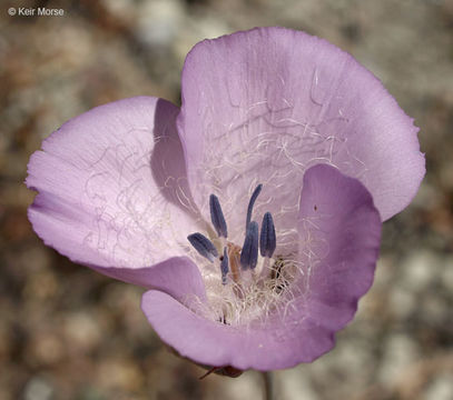 Image of splendid mariposa lily