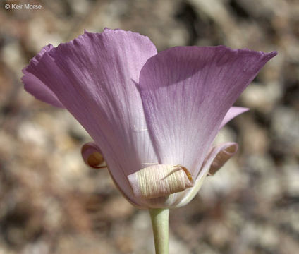 Image of splendid mariposa lily