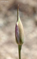 Image de Calochortus splendens Douglas ex Benth.